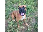 Adopt King a Tan/Yellow/Fawn Boxer / Mixed dog in Dumont, NJ (39139805)