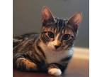 Adopt Colette a Gray, Blue or Silver Tabby Domestic Shorthair (short coat) cat