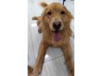 Adopt Shawna - COMING SOON a Golden Retriever / Mixed dog in West Hollywood