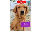 Adopt Mary - COMING SOON a Golden Retriever / Mixed dog in West Hollywood