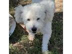 Adopt Brillo a White - with Tan, Yellow or Fawn Poodle (Miniature) / Bichon