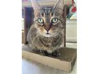 Adopt Sadie a Brown Tabby Domestic Shorthair / Mixed (short coat) cat in