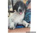 Adopt Lewis a White - with Black Labradoodle / Labrador Retriever / Mixed dog in