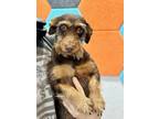 Adopt Chico Brown a Brown/Chocolate - with Tan Schnauzer (Miniature) / Jack