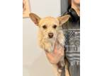 Adopt Max a Tan/Yellow/Fawn Jack Russell Terrier / Jack Russell Terrier dog in