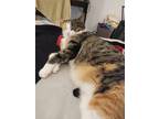 Adopt Fiora a Calico or Dilute Calico American Shorthair / Mixed (short coat)