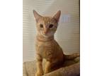 Adopt Jersey - MS a Orange or Red Tabby Domestic Shorthair / Mixed (short coat)