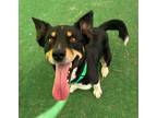 Adopt Bruce Wayne a Border Collie / Mixed Breed (Medium) / Mixed dog in Warren