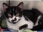 Adopt Lucy a Domestic Shorthair / Mixed (short coat) cat in Defiance