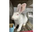 Adopt 94 a New Zealand / Mixed (short coat) rabbit in Defiance, OH (39113746)