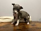Adopt Dottie a Gray/Silver/Salt & Pepper - with White Pit Bull Terrier dog in