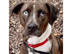 Adopt Gage a Catahoula Leopard Dog / Terrier (Unknown Type