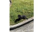 Adopt Princess a Black - with Gray or Silver Pekingese / Poodle (Standard) /