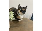 Adopt Alice a Calico or Dilute Calico Calico / Mixed (short coat) cat in