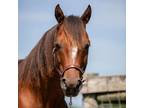 Adopt Smoke a Quarterhorse / Arabian / Mixed horse in Quakertown, PA (39139237)