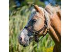 Adopt Mossy a Haflinger / Mixed horse in Quakertown, PA (39139236)