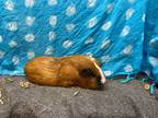 Adopt Landi a Guinea Pig small animal in Elizabethtown, KY (39139222)