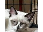 Adopt Ninja BD a White Ragdoll / Mixed cat in Von Ormy, TX (39137315)