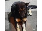 Adopt Lady DY a Black German Shepherd Dog / Mixed dog in Von Ormy, TX (39139194)