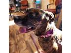 Adopt Myla (Kiera) a Brindle Cane Corso / Mixed dog in Pennsville, NJ (39139114)