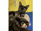 Adopt Koska a Domestic Shorthair / Mixed cat in Fresno, CA (39100245)