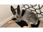 Adopt Remington a Black - with White Australian Cattle Dog / Mixed dog in