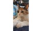 Adopt Honey a Calico or Dilute Calico Calico / Mixed (long coat) cat in Buckeye