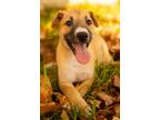 Adopt Buster Caney a Tan/Yellow/Fawn - with Black Shepherd (Unknown Type) dog in