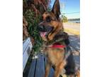 Adopt Evie a German Shepherd Dog / Mixed dog in Richmond, BC (39110586)