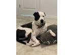 Adopt Roxi a Black - with White American Pit Bull Terrier / Mixed dog in