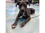 Adopt Julia a Gray/Silver/Salt & Pepper - with Black Great Dane / Mixed dog in