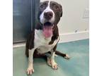Adopt Dale a Brown/Chocolate Labrador Retriever / Mixed dog in Corpus Christi