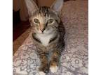 Adopt Sandy Watkins a Calico or Dilute Calico Domestic Shorthair / Mixed cat in