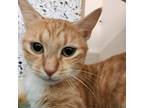 Adopt Idalia Watkins a Orange or Red Domestic Shorthair / Mixed cat in