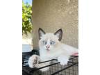 Adopt Bela a White (Mostly) Siamese / Mixed (medium coat) cat in Porterville