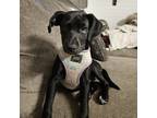 Adopt Patriot Pups: America a Black Labrador Retriever / Mixed dog in Arlington
