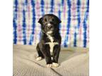 Adopt Jaya a Black American Staffordshire Terrier / Boxer / Mixed dog in