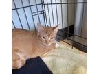 Adopt Ernie a Orange or Red Domestic Shorthair / Mixed cat in Las Vegas