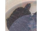 Adopt Bruno (Bonded with Luisa) a Turtle - Water reptile, amphibian