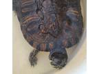 Adopt Luisa (Bonded with Bruno) a Turtle - Water reptile, amphibian