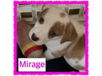Adopt Mirage a Terrier (Unknown Type, Small) dog in Wichita Falls, TX (39138746)