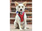 Adopt GangHui a Jindo dog in LONG ISLAND CITY, NY (39092017)