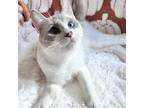 Adopt Elliot a White (Mostly) Siamese / Mixed cat in Jupiter, FL (39136719)