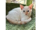 Adopt Bella a White (Mostly) Siamese (medium coat) cat in Oceanside