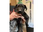 Adopt Cubbie a Labrador Retriever / American Pit Bull Terrier / Mixed dog in