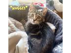 Adopt Nugget a Brown Tabby Domestic Shorthair (short coat) cat in Centerville