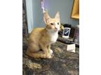 Adopt GOUDA a Domestic Shorthair / Mixed (short coat) cat in Mexia