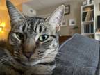 Adopt Princess a Brown Tabby Tabby / Mixed (medium coat) cat in Austin