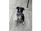 Adopt Koopa a Black - with Tan, Yellow or Fawn Anatolian Shepherd / Australian