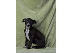 Adopt Daisy a Black - with White Terrier (Unknown Type, Medium) / Border Collie